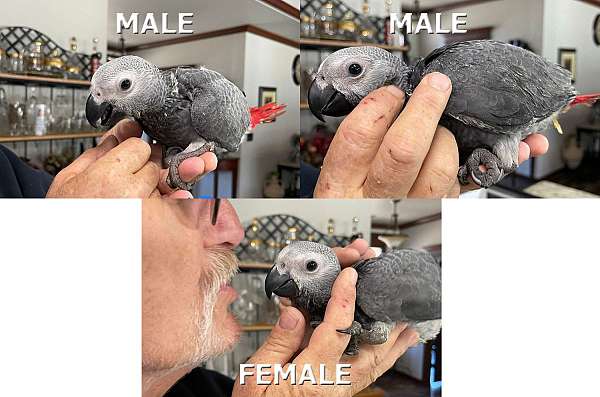 congo-african-grey-parrot-for-sale-in-ward-ar