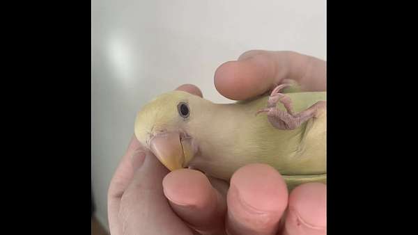 opal-bird-for-sale-in-logan-ut