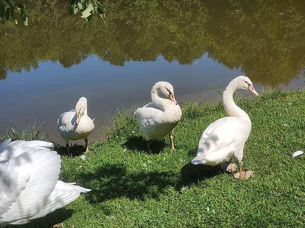 swan-for-sale-in-bellflower-mo