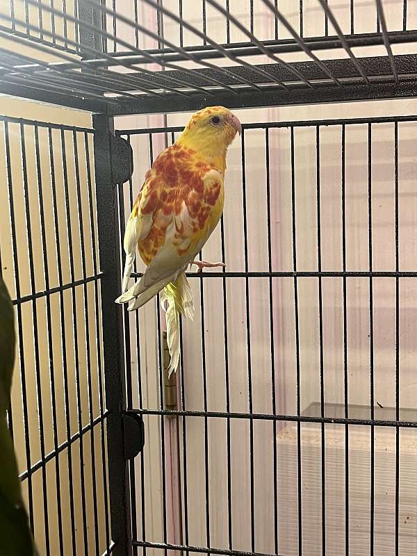 parrot-parakeet-for-sale-in-columbia-md