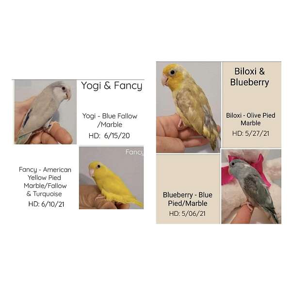 adult-bird-for-sale-in-conyers-ga