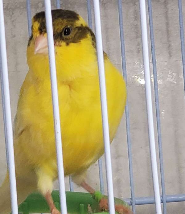 singing-canary-for-sale