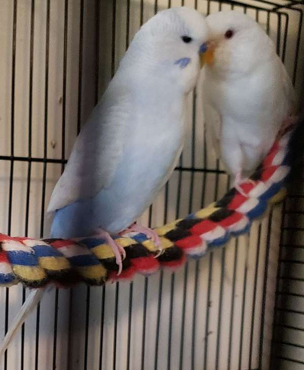 budgerigar-parakeet-for-sale-in-mifflintown-pa