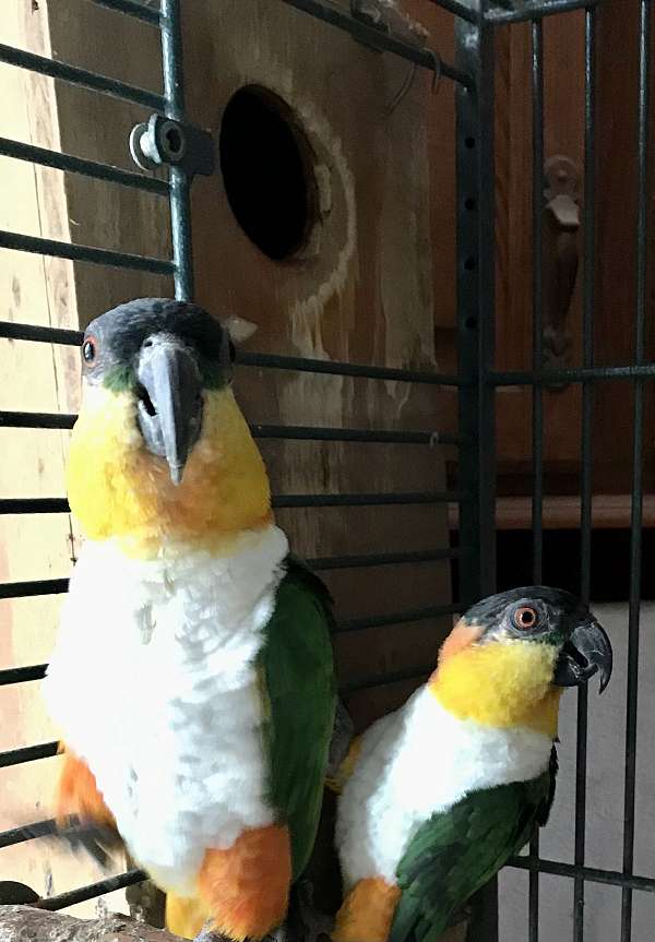 caique-for-sale-in-milwaukee-wi