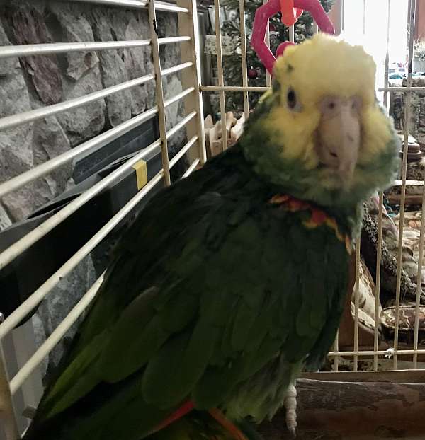double-yellow-head-amazon-parrot-for-sale-in-milwaukee-wi