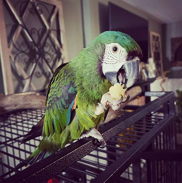 severe-macaw-for-sale-in-pennsylvania