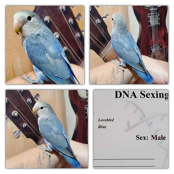 bird-parrot-for-sale-in-dudley-ma