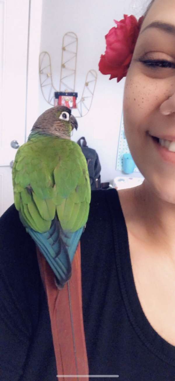 conure-for-sale-in-summerville-sc