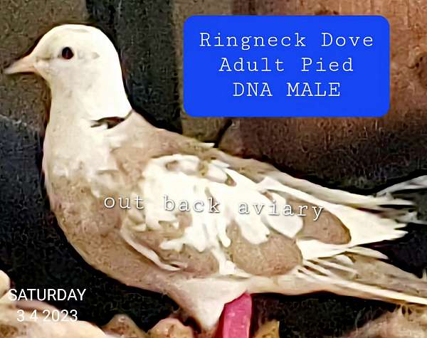 ringneck-dove-for-sale-in-cynthiana-ky