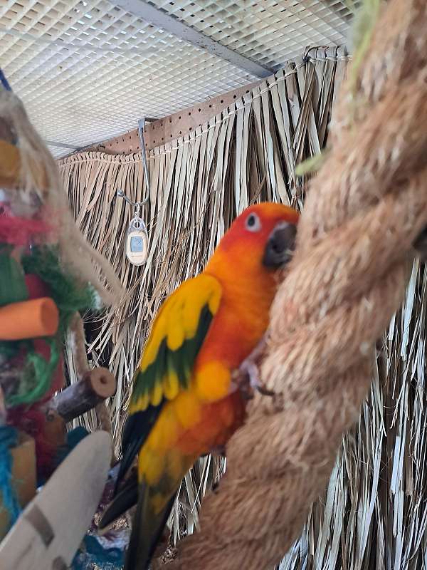 conure-for-sale-in-chillicothe-oh