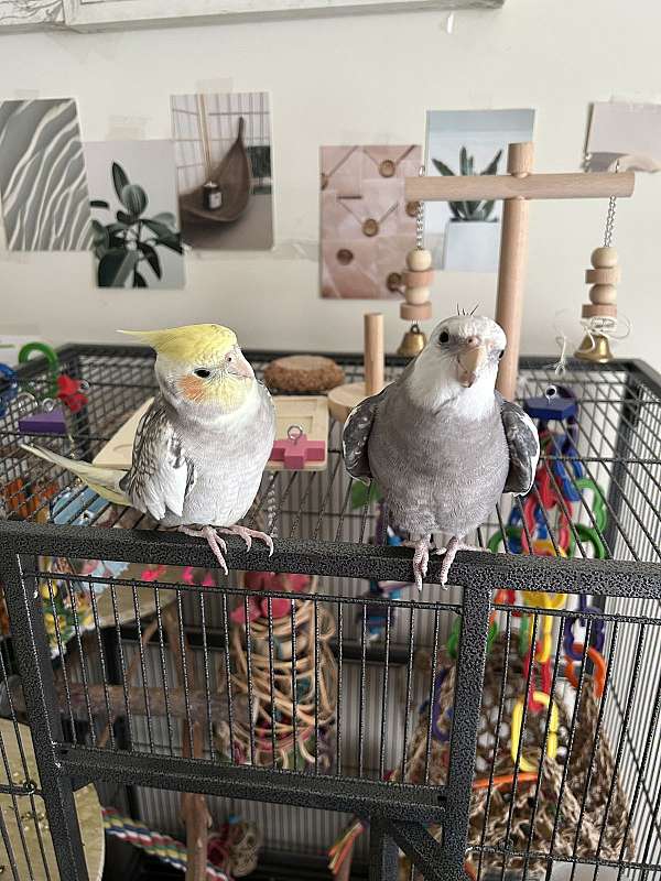 brown-bird-adoption