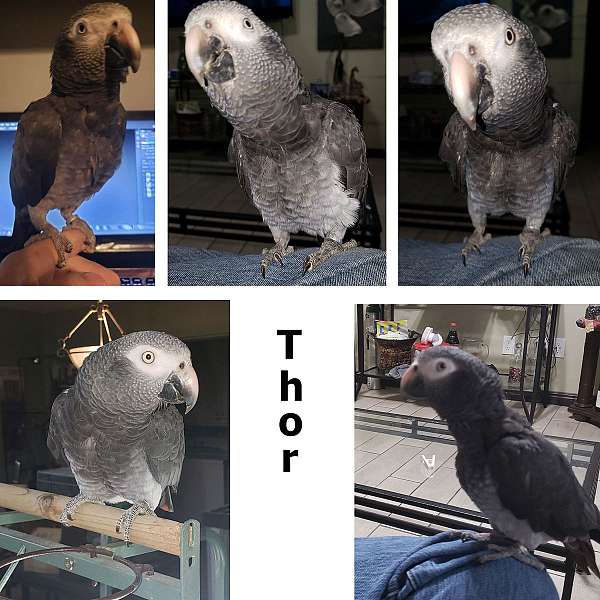 grey-silver-timneh-african-grey-parrot-for-sale