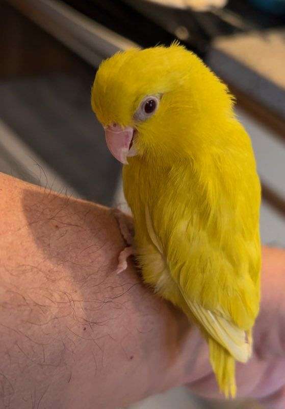 bird-parrot-for-sale-in-warwick-ri