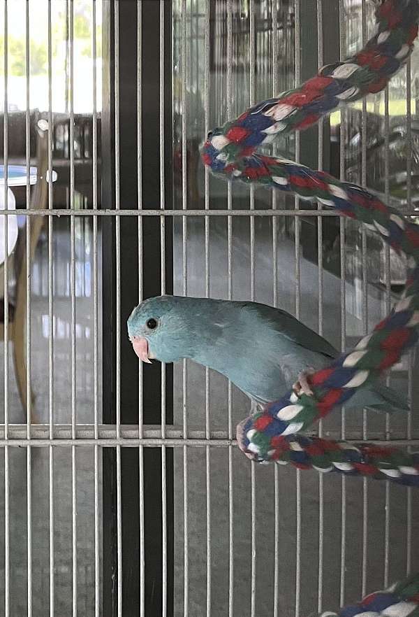 female-bird-for-sale-in-port-st-lucie-fl