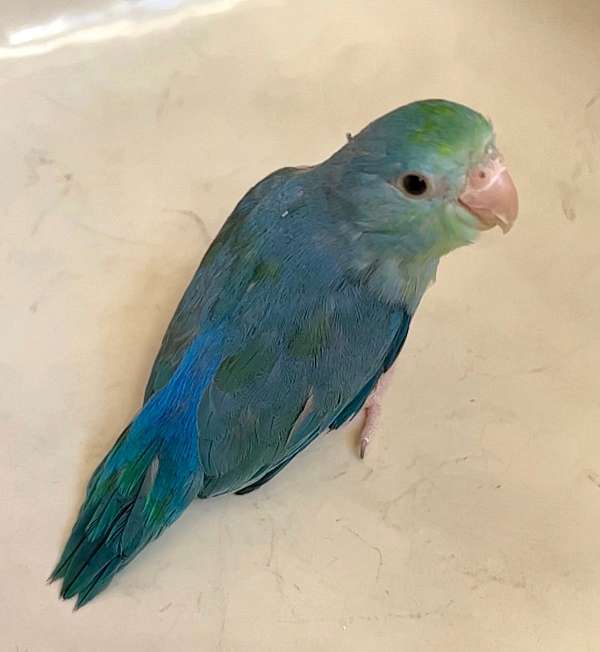 cobalt-green-pacific-parrotlet-for-sale