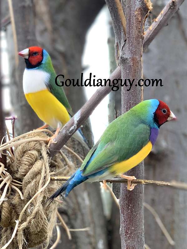 lady-gouldian-finch-for-sale