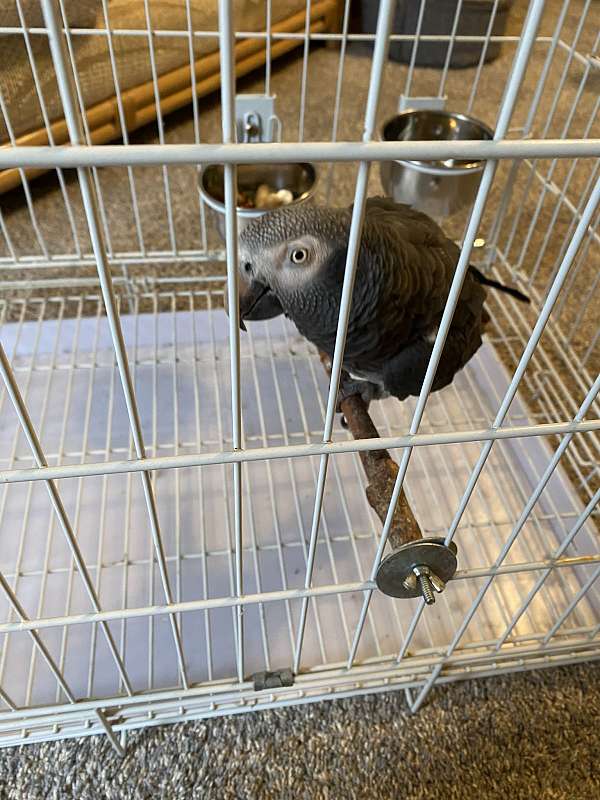 african-grey-parrot-for-sale