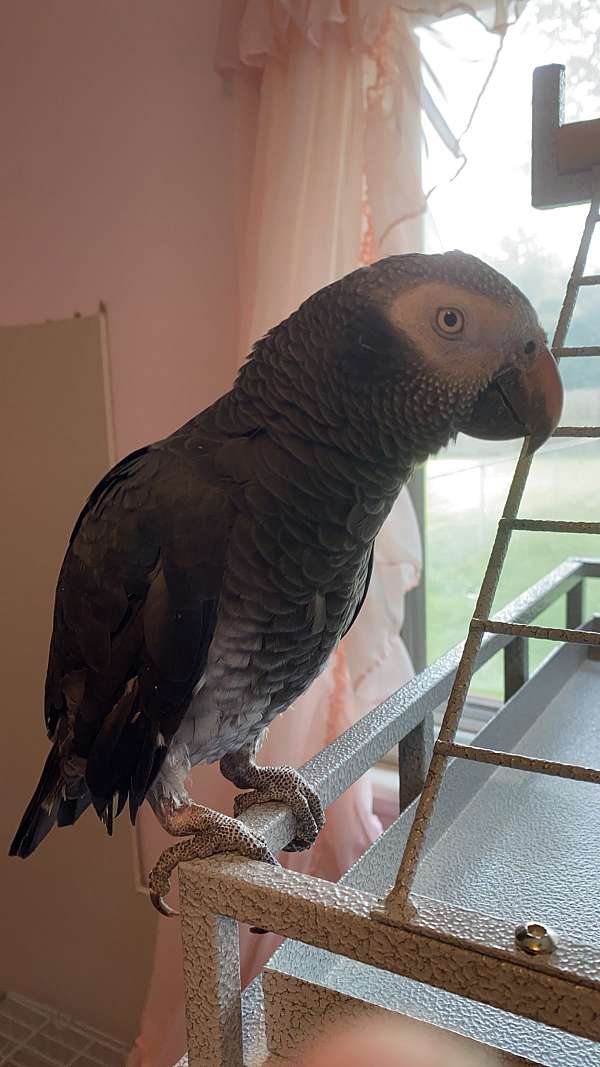 african-grey-parrot-for-sale-in-cincinnati-oh