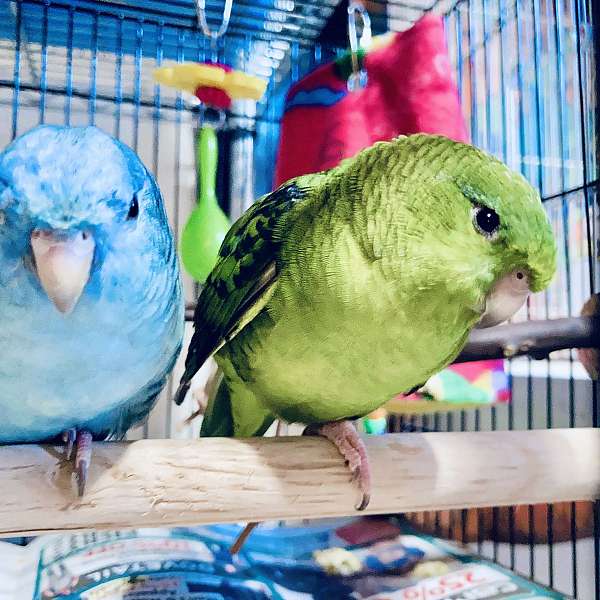 rare-lineolated-parakeet-for-sale