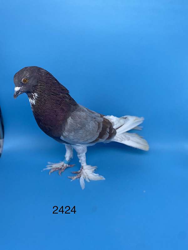 red-silver-bird-for-sale-in-springfield-tn