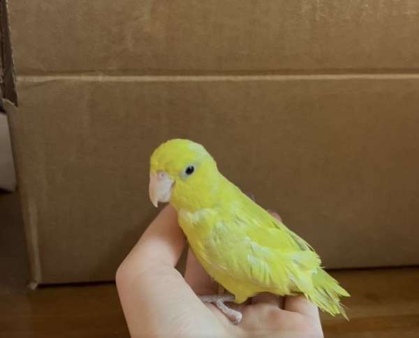 parrotlet-for-sale