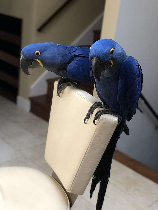 macaw-for-sale-in-alsip-il