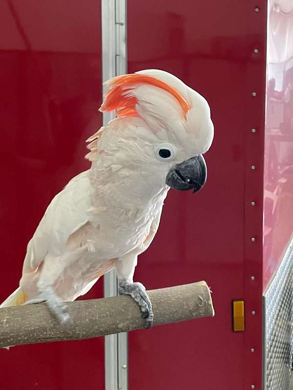 moluccan-cockatoo-for-sale-in-fayetteville-nc
