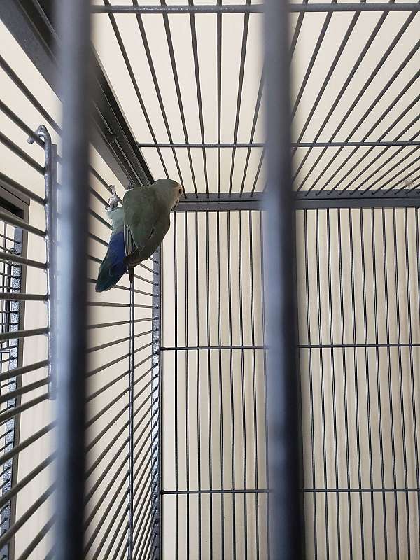 homing-tame-peach-faced-lovebird-for-sale