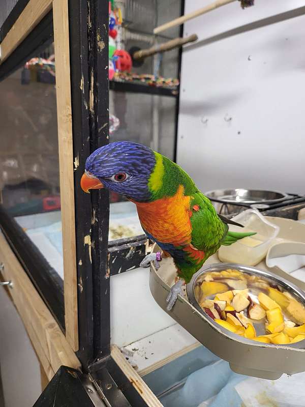 lory-for-sale-in-illinois