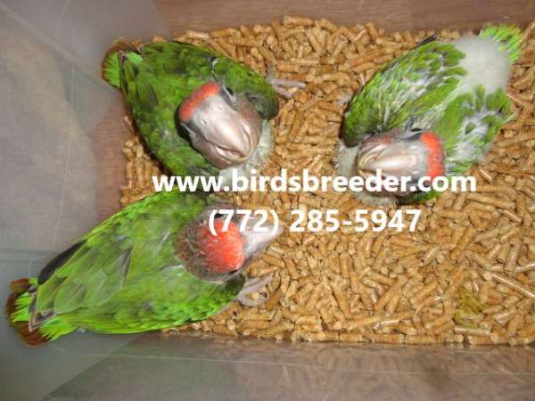 green-rose-exotic-bird-for-sale