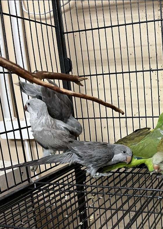 green-grey-parrot-quaker-parrots-for-sale