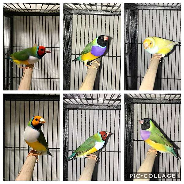 lady-gouldian-finch-for-sale-in-virginia