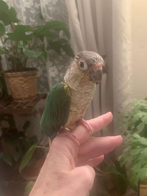 conure-for-sale-in-pittsburgh-pa