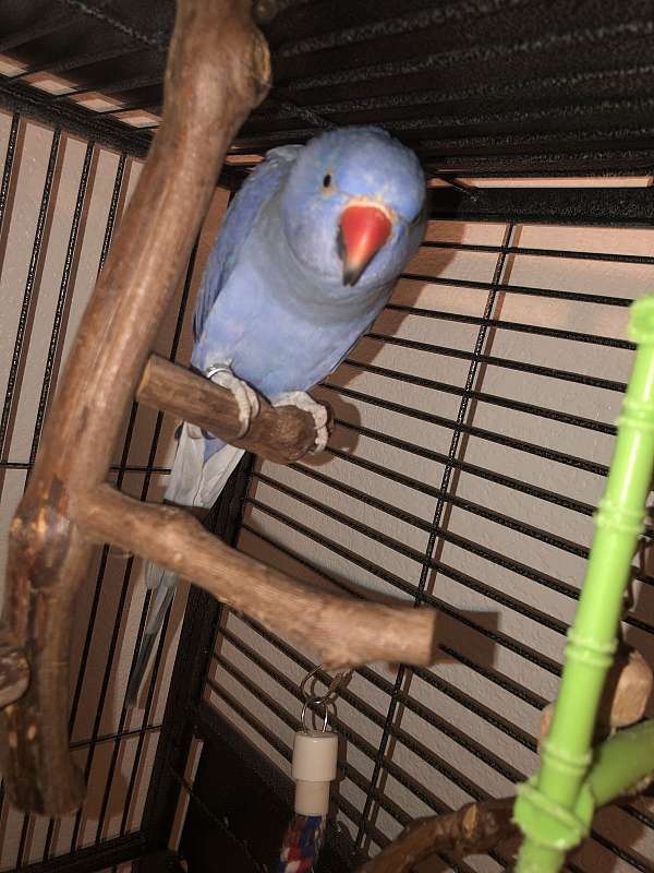 blue-cobalt-parrot-for-sale