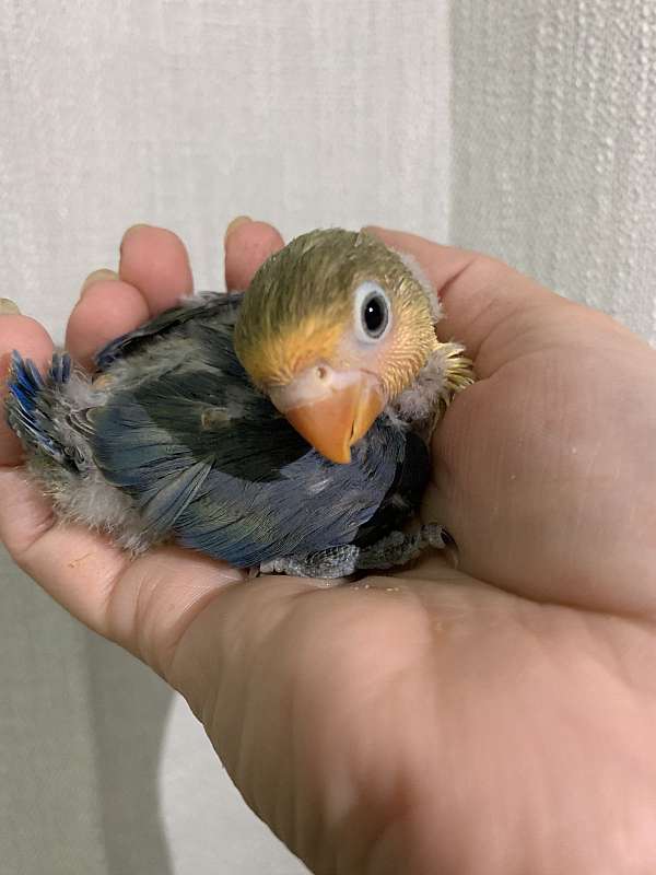 fischers-lovebird-for-sale