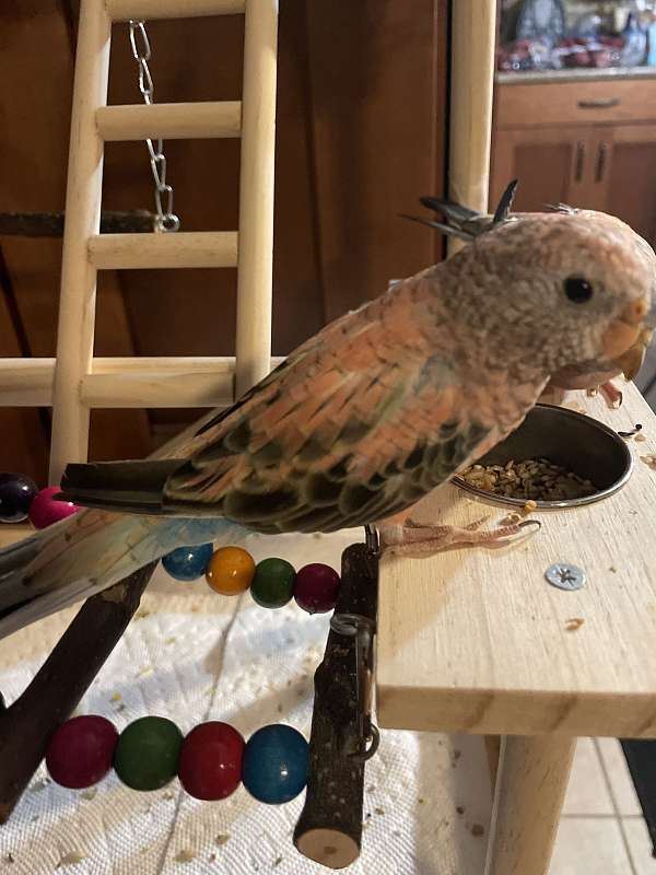 parakeet-for-sale