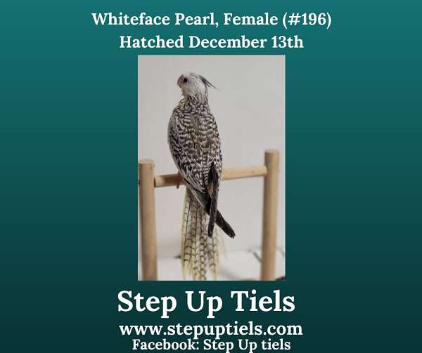 pearl-white-exotic-bird-for-sale