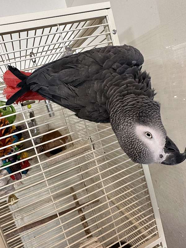 african-grey-parrot-for-sale-in-sister-bay-wi