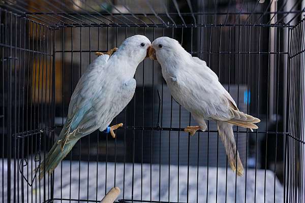 medium-bonded-pair-wild-bird-for-sales