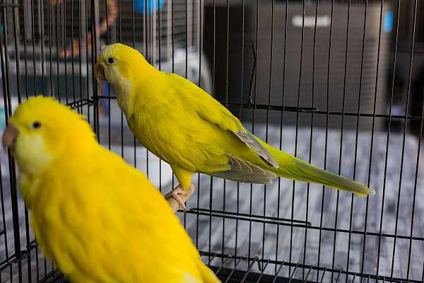 adult-bird-for-sale-in-north-port-fl