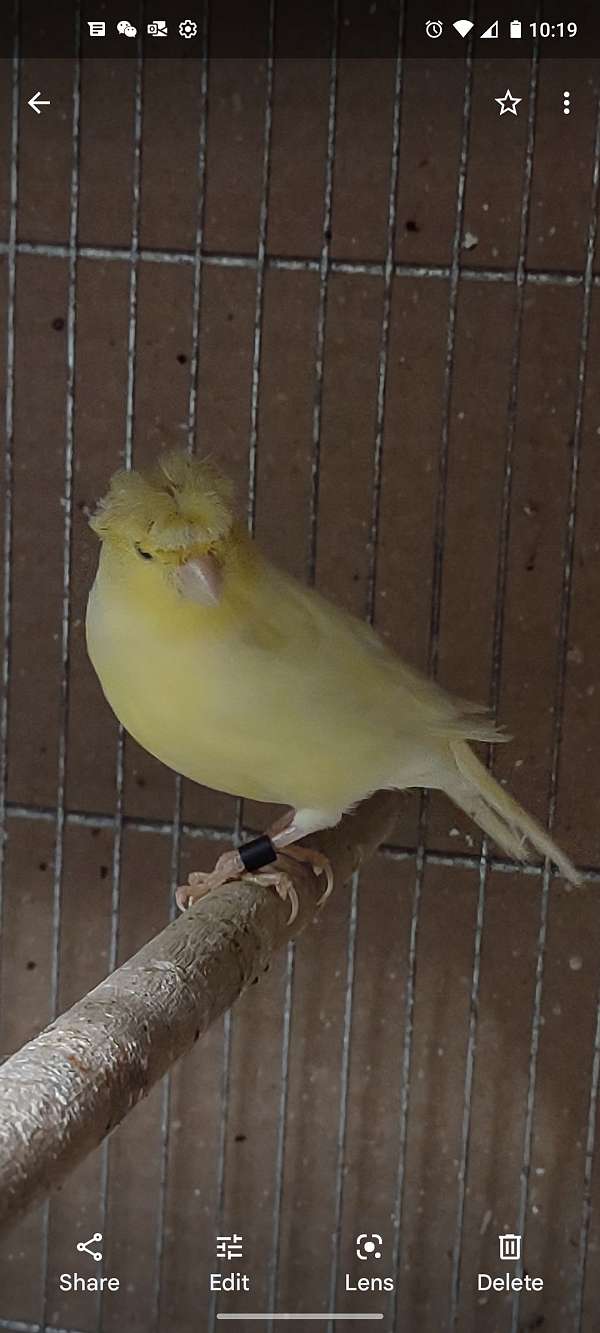 crested-canary-for-sale-in-potomac-md