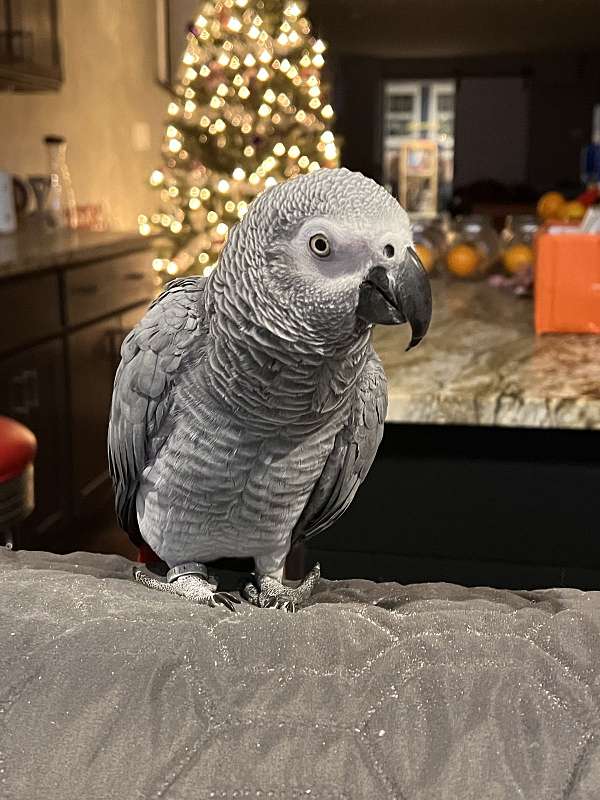 african-grey-parrot-for-sale-in-baldwin-md
