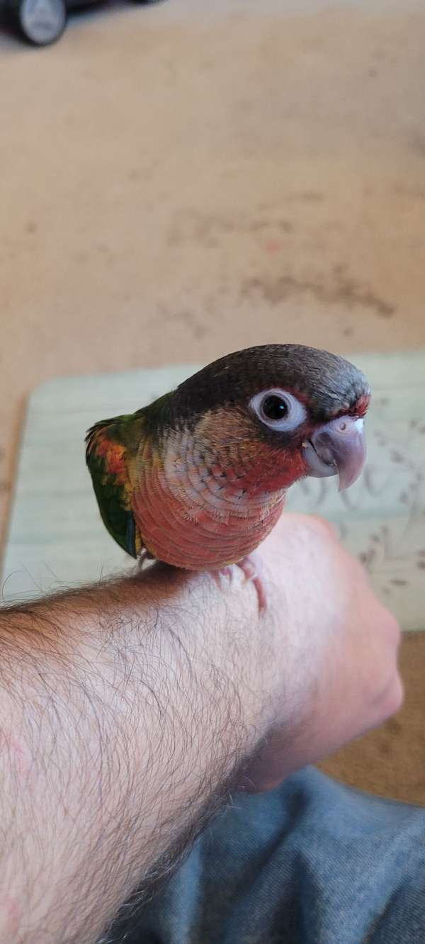 green-cheek-conure-for-sale-in-cynthiana-ky