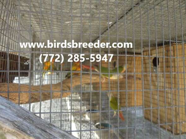 green-cheek-conure-for-sale