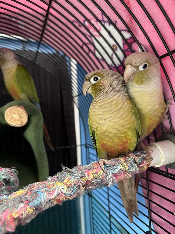 cinnamon-green-bird-for-sale-in-palatka-fl