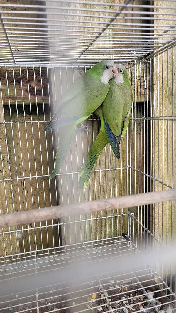 quaker-parrots-for-sale