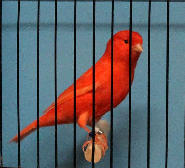 red-bird-for-sale
