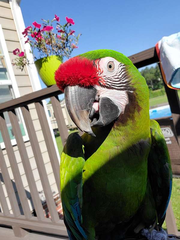 adult-macaw-military-macaw-for-sale