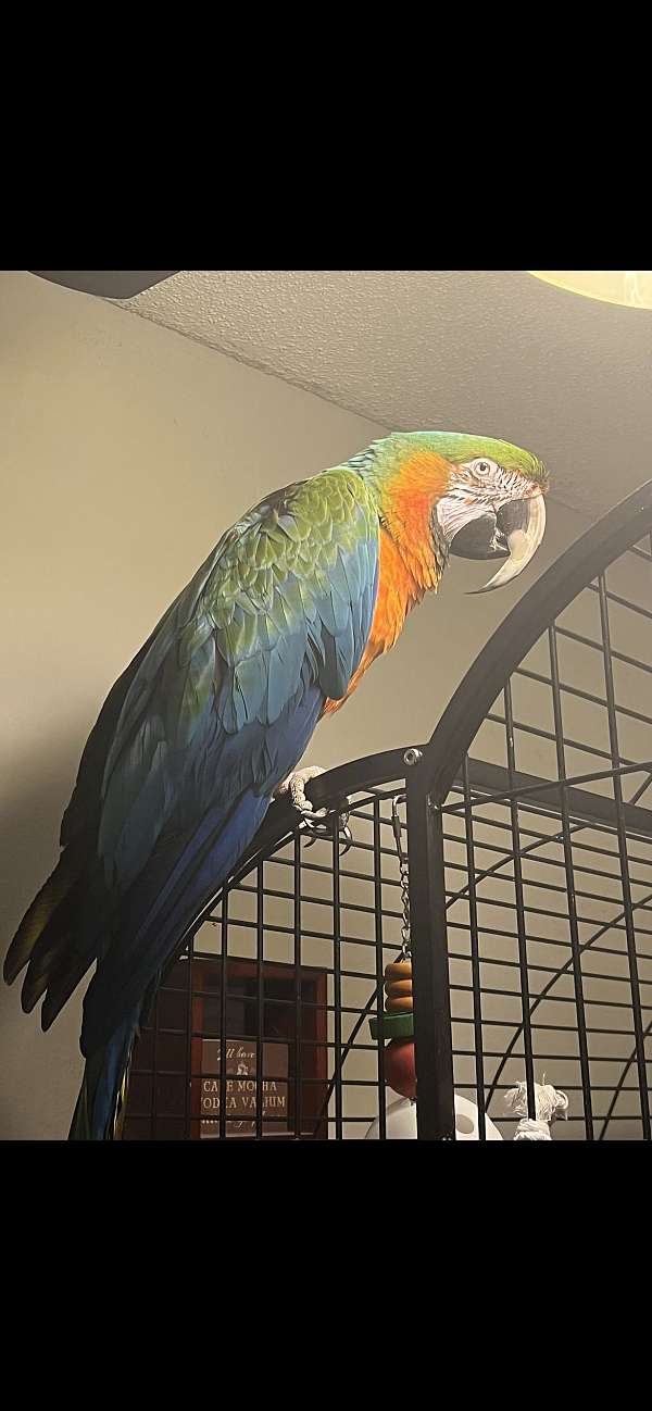 hybrid-macaw-for-sale-in-papillon-ne