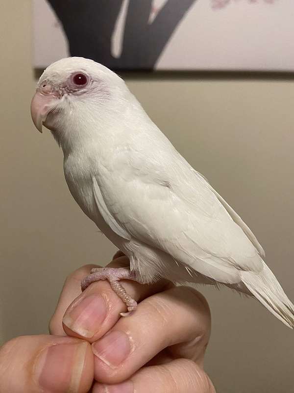 parrotlet-for-sale-in-lowell-ma